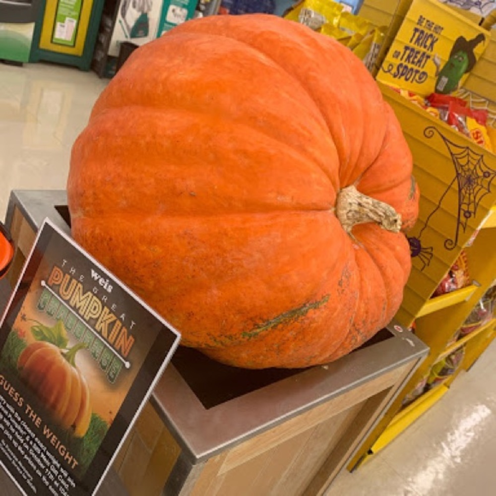 126 lb pumpkin